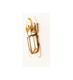Ozdoba ścienna BEETLE 28 cm x 37 cm