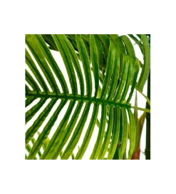 Sztuczna roślina PALMERA 170 cm